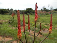 Aloe reitzii reitzii