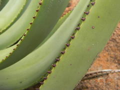 Aloe reitzii reitzii