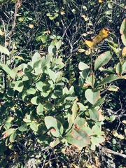 Amelanchier bartramiana