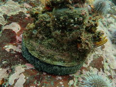 Haliotis midae