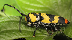 Tragocephala mima