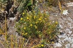 Gompholobium virgatum