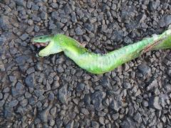 Dendroaspis angusticeps