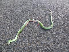 Dendroaspis angusticeps