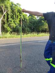 Dendroaspis angusticeps