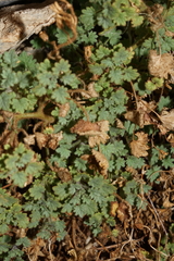 Phacelia perityloides
