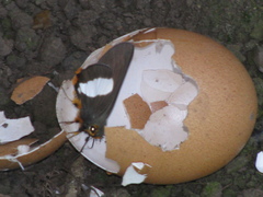 Coeliades forestan forestan