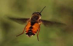 Philoliche rondani