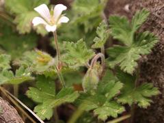 Geranium wakkerstroomianum