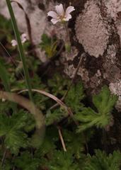 Geranium wakkerstroomianum