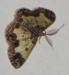 Zamarada metrioscaphes