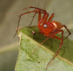 Oxyopes vogelsangeri