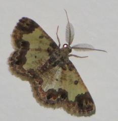 Zamarada metrioscaphes