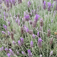 Lavandula dentata