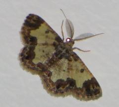 Zamarada metrioscaphes