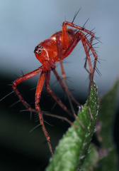 Oxyopes vogelsangeri