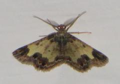 Zamarada metrioscaphes