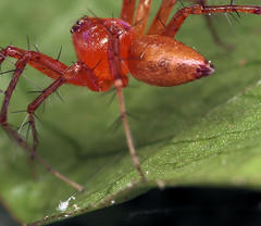 Oxyopes vogelsangeri