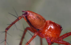 Oxyopes vogelsangeri