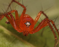 Oxyopes vogelsangeri