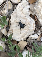 Eleodes hispilabris