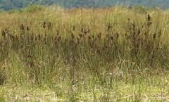 Juncus kraussii kraussii