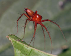 Oxyopes vogelsangeri