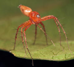 Oxyopes vogelsangeri
