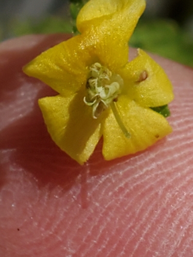 Image of Seymeria texana by (c) Jo Roberts, some rights reserved (CC BY)