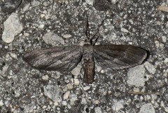 Glaucina nota