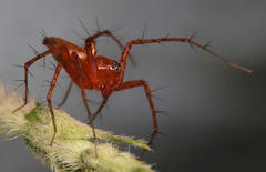 Oxyopes vogelsangeri