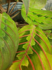 Maranta