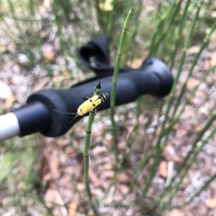 Chauliognathus misellus