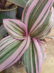 Tradescantia