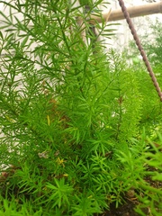Asparagus