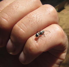 Polyrhachis schlueteri