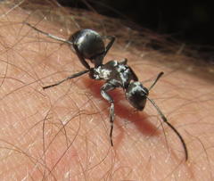 Polyrhachis schlueteri