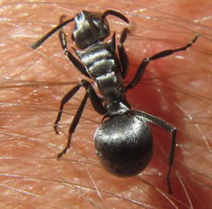 Polyrhachis schlueteri