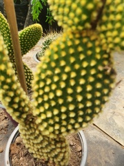Opuntia