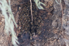 Apis mellifera