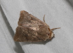 Athetis stellulata