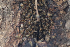 Apis mellifera