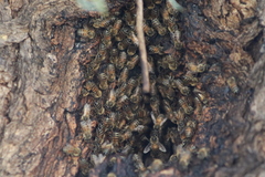 Apis mellifera
