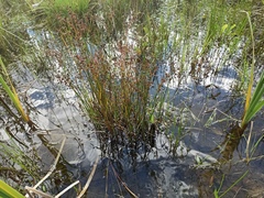Juncus articulatus