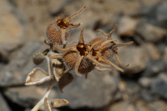 Mentzelia oreophila