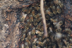 Apis mellifera