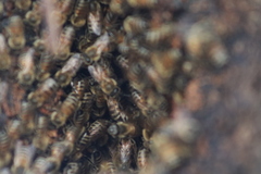 Apis mellifera