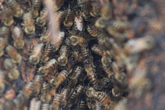 Apis mellifera