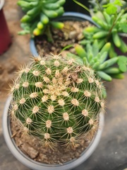 Cactoideae