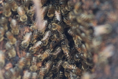 Apis mellifera